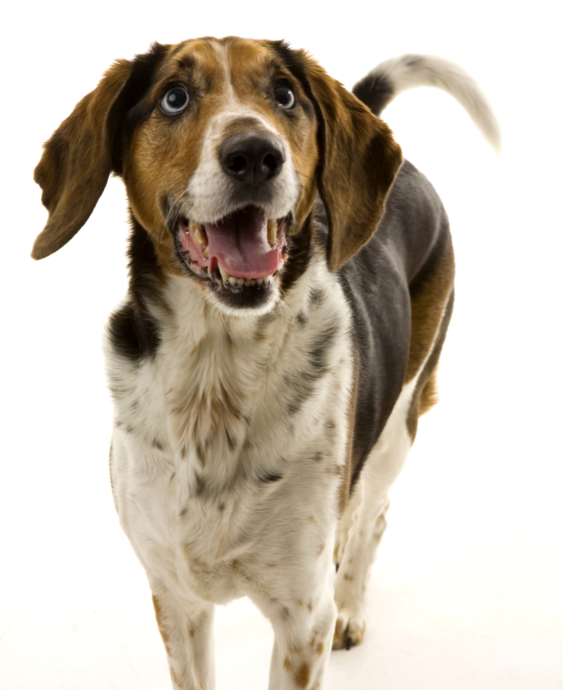 ROUGH COLLIE Property Laws FRIDGE MAGNET No 1 Steel Cased DOG 