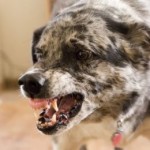 Aggressive_Australian_Shepherd