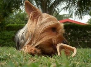 Teach your dog to trade up for a treat, then give the bone back