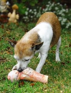 Raw meaty bones are hard to share. It's usually a good idea to separate dogs before feeding bones.