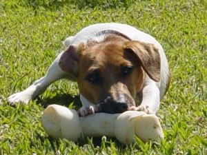 Avoid feeding rawhide anyway, but this may also be guarded