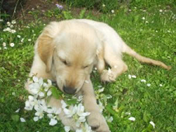dog-eating-flowers