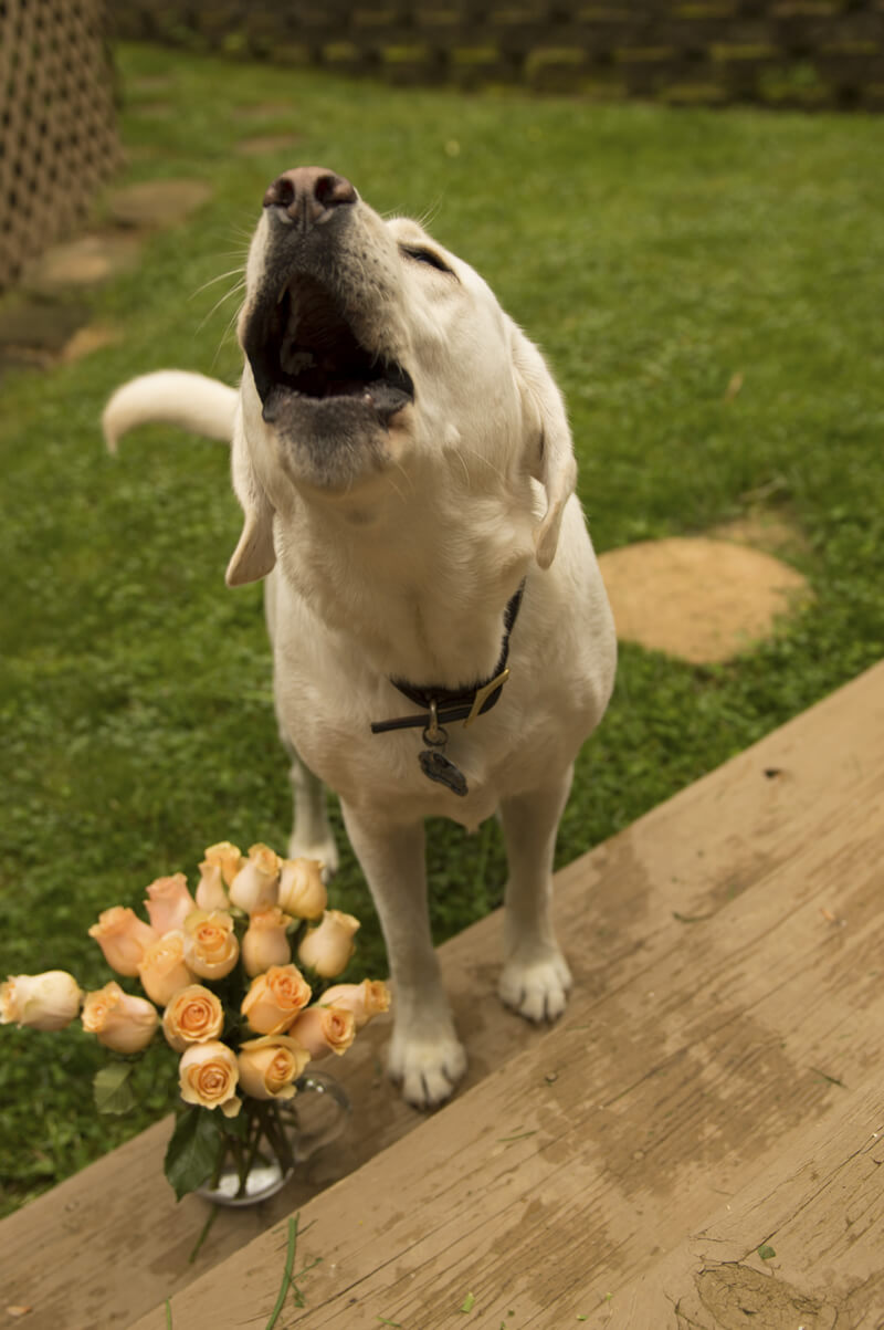 barkinglabiStock_000040643376_Double Grisha Stewart