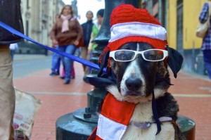 Avoid costumes, especially ones that make a dog uncomfortable or hard for other dogs to recognize. 