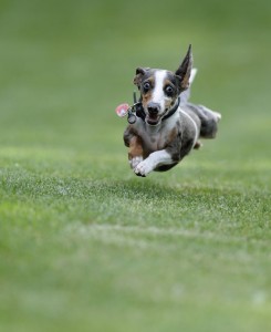 This dog's recall is so strong it's actually flying!