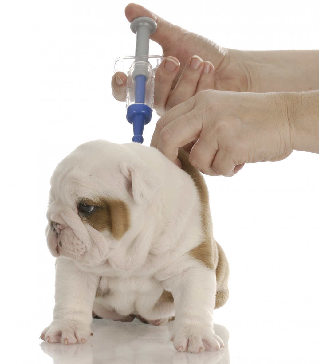 Сделать вакцину от бешенства. Вакцинация собак и кошек. Прививка собаке.