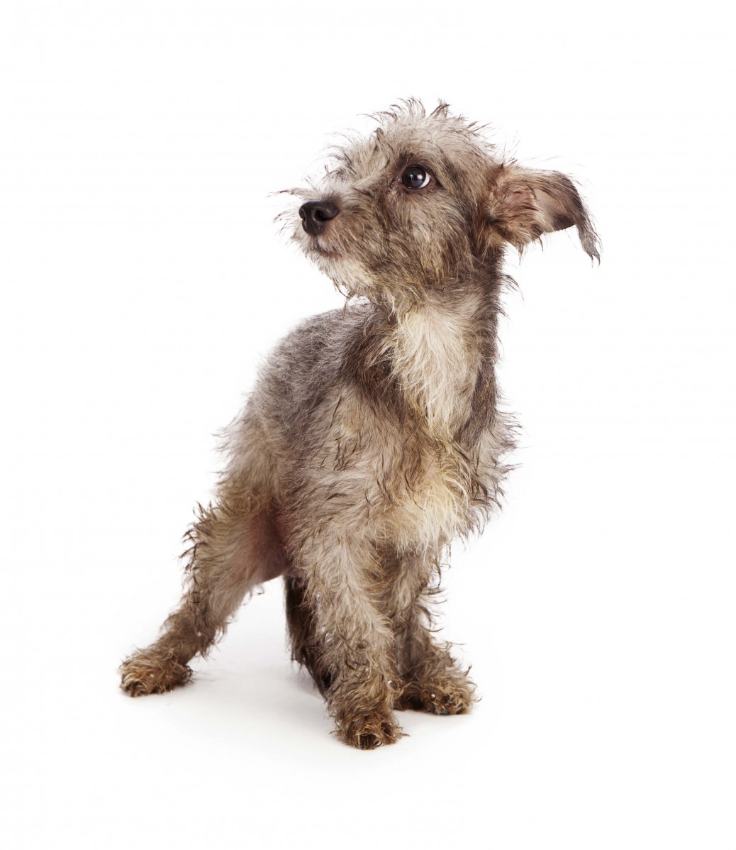 BAT 101 Introduction to Behavior Adjustment Training Grisha Stewart