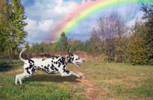 Dog Dalmatian running outdoors in beautiful green against the blue sky with clouds and a rainbow