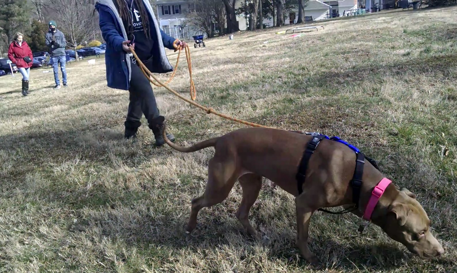 BAT Stress Scale Grisha Stewart - Happy Dog Institute - Washington