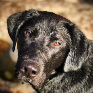 Joey the Labrador Retriever